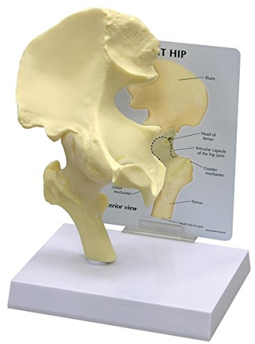 GPI Anatomicals 1260 Einfaches Hüftmodell