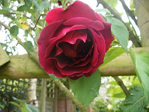 10 Climbing Deep Red Rose Samen /