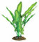 Aqua One Silk Aquarium Plant Green and White Sword 30cm