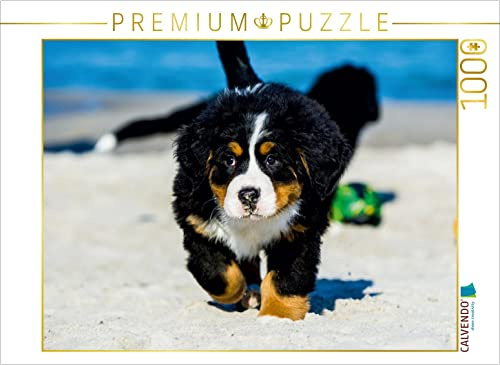 CALVENDO Puzzle EIN Motiv aus dem Kalender Seebärchen entdecken die Welt - Berner Sennenhunde | 1000 Teile Lege-Größe 64 x 48 cm Foto-Puzzle für glückliche Stunden