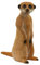 LongLife 3D Tier Stehendes Erdmännchen