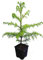 Seedeo Japanische Sicheltanne (Cryptomeria japonica) 2,5 Jahre alt ca. 30-40 cm hoch