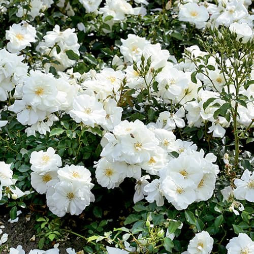 YouGarden Rose Flower Carpet White, Established Plant in 4L Pot, Ready to Plant for Summer to Autumn Flowers, Ground Covering Rose