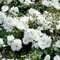 YouGarden Rose Flower Carpet White, Established Plant in 4L Pot, Ready to Plant for Summer to Autumn Flowers, Ground Covering Rose