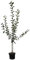 Apfelbaum Piros robuster Sommerapfel aromatisch Buschbaum ca. 110-140 cm 9,5 Liter Topf MM 111