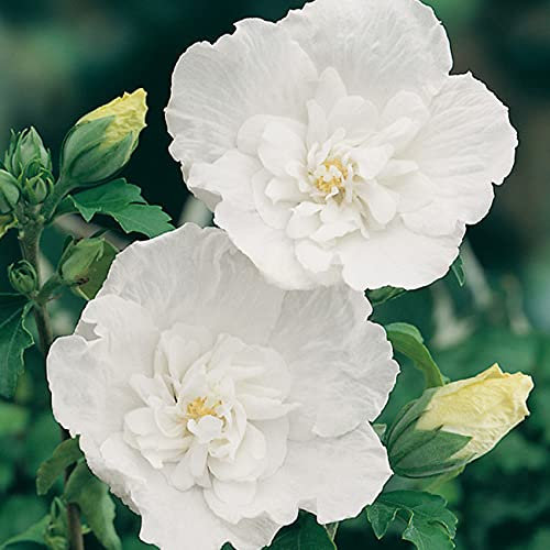 Hibiskus Garteneibisch White Chiffon - Hibiscus syriacus - winterhart und mehrjährig - 1 Zierstrauch von Garten Schlüter - Pflanzen in Top-Qualität 40-60 cm