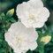 Hibiskus Garteneibisch White Chiffon - Hibiscus syriacus - winterhart und mehrjährig - 1 Zierstrauch von Garten Schlüter - Pflanzen in Top-Qualität 40-60 cm