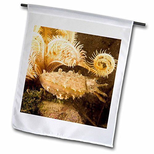 3dRose FL_74830_1 Sektelfisch, Tauchen, Apo Island, Philippines-AS29 SWS0157-Stuart Westmorland Gartenflagge, 30,5 x 45,7 cm