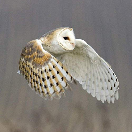 Barn Owl Greeting Card with SOUND. The beautiful barn owl photographed in flight and combined with its noise to make a unique and fun card or gift idea. Blank on the inside so will suit many occasions