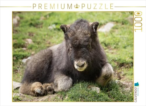 CALVENDO Puzzle Moschusochse | 1000 Teile Lege-Größe 64 x 48 cm Foto-Puzzle für glückliche Stunden