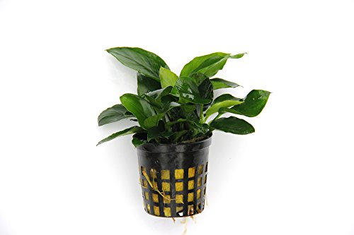 Dennerle Anubias barteri Nana - Pianta da acquario vivo - EU Coltivata & Gamberetti Sicuro