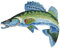 Aufnäher - Fisch Zander - 04534 - Gr. ca. 8 x 4 cm - Patches Stick Applikation