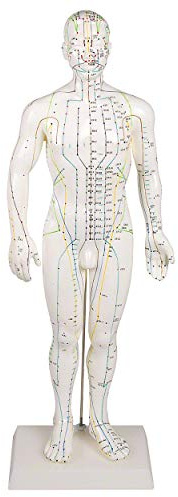 Sport-Tec Akupunkturfigur männlich, Anatomie Modell, Anatomische Lehrmittel, medizinische Lehrmittel, Medizin