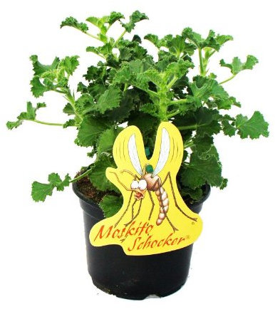 Exotenherz - Moskito-Schocker - Duftgeranie, 3 Pflanzen Pelargonium crispum - Ideal zum vertreiben von Mücken und Wespen