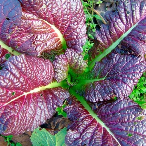 Roter Senf Red Giant - 250 Samen