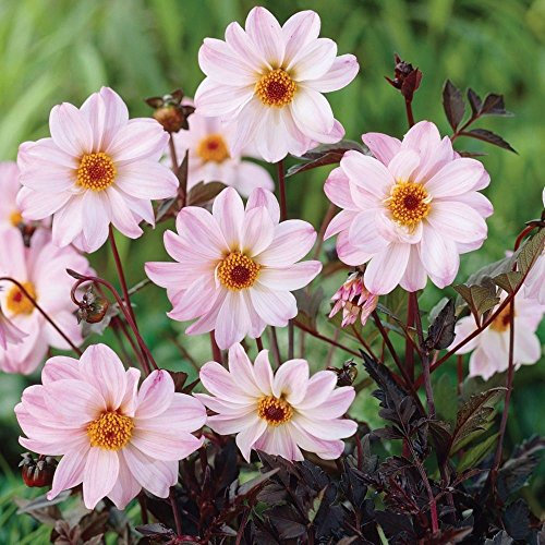 Dahlia Bulb/Tuber Dahlia Bishop of Leicester Quality WPC Prins Summer Bulbs