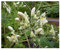 Moringa PKM1 - Mehrzweck Wunderbaum - 10 Samen
