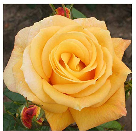 Rosa Climbing Rose 'Arthur Bell' Plant