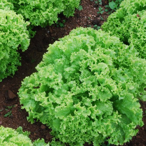 Plant World Seeds - Lettuce Lollo Bionda Seeds (Lettuce Seeds)