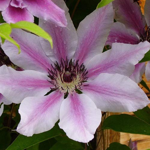 Clematis Nelly Moser (Waldrebe) - Rosa, Mehrjährig & Winterhart | Kletterpflanze - 1,5 Liter Topf