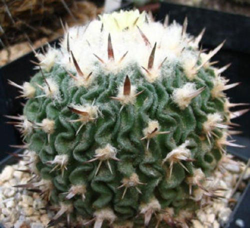 Stenocactus Phyllanthus echinofosulocactus exotische brain Kakteen seltenen Samens 20 SEEDS