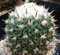 Stenocactus Phyllanthus echinofosulocactus exotische brain Kakteen seltenen Samens 20 SEEDS
