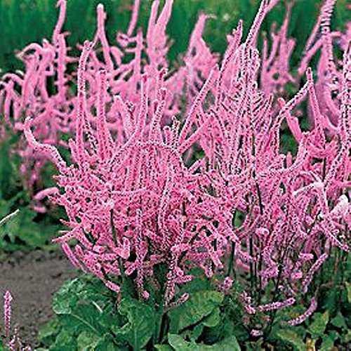 Meerlavendel 'Rosenrot', Statice - Limonium suworowii 30 Samen