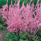 Meerlavendel 'Rosenrot', Statice - Limonium suworowii 30 Samen
