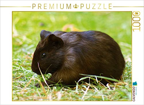 CALVENDO Puzzle Dunkles Meerschweinchen Baby | 1000 Teile Lege-Größe 64 x 48 cm Foto-Puzzle für glückliche Stunden