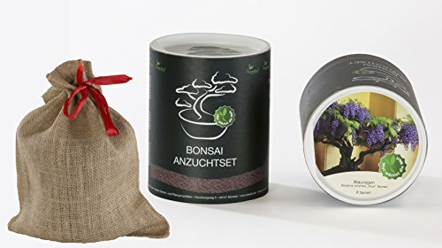 Seedeo Bonsai Geschenk - Set Blauregen (Wisteria sinensis „blue“)