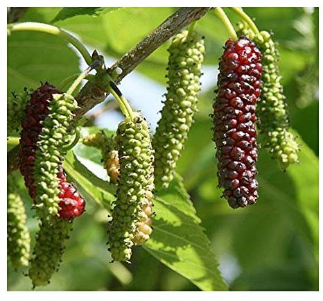 Morus alba - Weisser Maulbeerbaum - 50 Samen