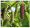 Morus alba - Weisser Maulbeerbaum - 50 Samen