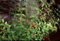 Staudenkulturen Wauschkuhn Fuchsia magellanica 'Gracilis' - winterharte Fuchsie - Staude im 11cm Topf