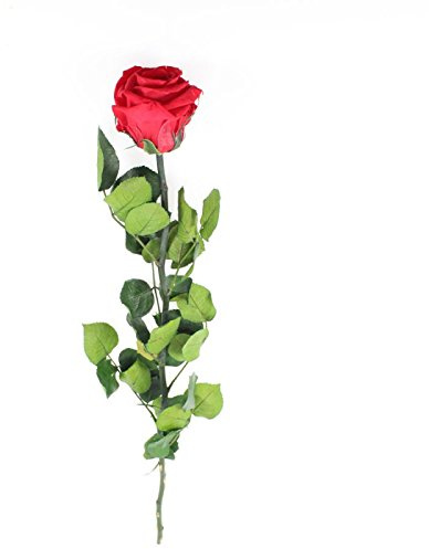 Rose véritable d'env. 50 cm de long stabilisée (durable) Amorosa rouge