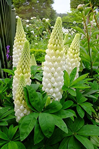 RP Seeds Lupinus Russell Hybrids Noble Maiden (Lupin) - 25 Seeds