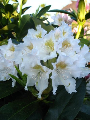 Alpenrose Rhododendron Cunningham's White 30-40 cm hoch im 5 Liter Pflanzcontainer
