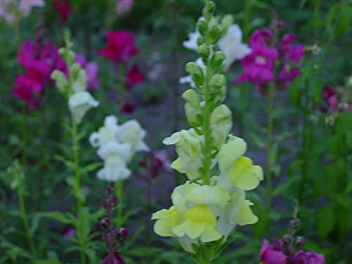 Halbhohes Löwenmaul gemischt Blumensamen Saatgut für ca. 250 Pflanzen Beetpflanze