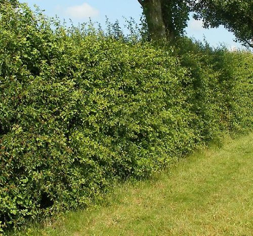 Mueller Muenchehof Pflanzen GmbH Weissdorn für Hecken im Topf/Container 30 bis 50 cm