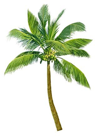 Königinpalme 10 x Samen Syagrus romanzoffiana - Palmensamen -