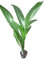 Planta de interior - Planta para la casa o la oficina - Aspidistra elatior - Planta de hierro fundido - Aprox. 45 cm de alto