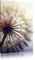 Pixxprint Schöne Pusteblume, Größe: 80x60cm, Leinwandbild, fertig gespannt, Wandbild, Dekoration, Kunstdruck, kein Poster