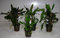 Wasserkelche undalatus grün/CRYPTOCORYNE UNDULATUS GREEN - 1 Bund