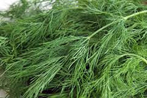 Semilla de eneldo, Bouquet, herencia, orgánico, no gmo, más de 25 semillas, hierbas frescas o secas
