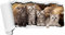 GRAZDesign Wandtattoo Katzen, Kleine Katzen, Babykatzen, Wandaufkleber für Wohnzimmer Kinderzimmer Tapete selbstklebend (55x30cm)