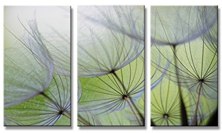 Visario 160 x 90 cm 1167 Bilder und Kunstdrucke auf Leinwand Bild Blumen Pusteblume drei Teile