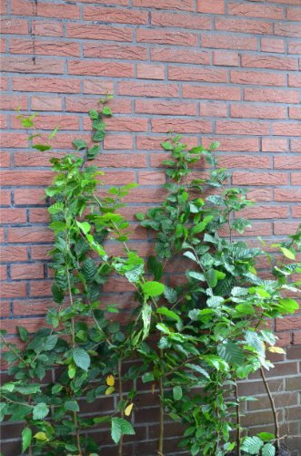 Hainbuche oder Weißbuche Carpinus betulus 80-100 cm hoch im 3 Liter Pflanzcontainer