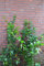 Hainbuche oder Weißbuche Carpinus betulus 80-100 cm hoch im 3 Liter Pflanzcontainer