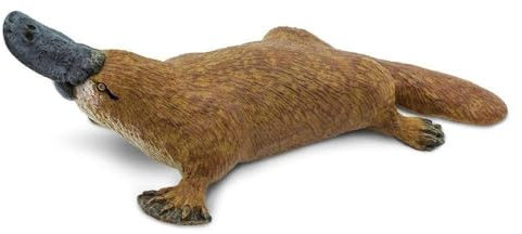 Safari 283529 - Schnabeltier