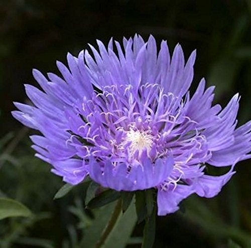 Kornblumenaster 'Blue Star' Stokesia laevis winterhart mehrjährig | Stokesia laevis, blaue sternförmige Blüten, Sommer bis Herbst, sonniger Standort, Beet und Kübel, winterhart