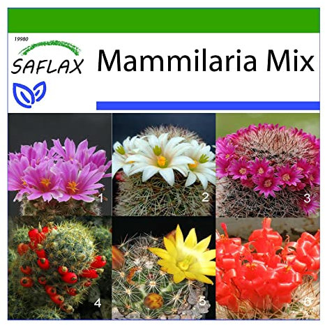 SAFLAX - Kakteen - Mammilaria Mischung - 40 Samen - Mit keimfreiem Anzuchtsubstrat - Mammilaria Mix